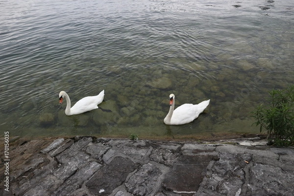 Obraz Schwäne am Ufer
