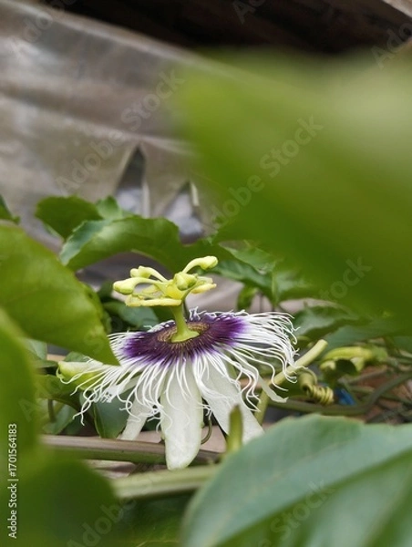 Obraz passion fruit tree flowers have just bloomed