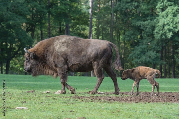 Obraz bison d'Europe