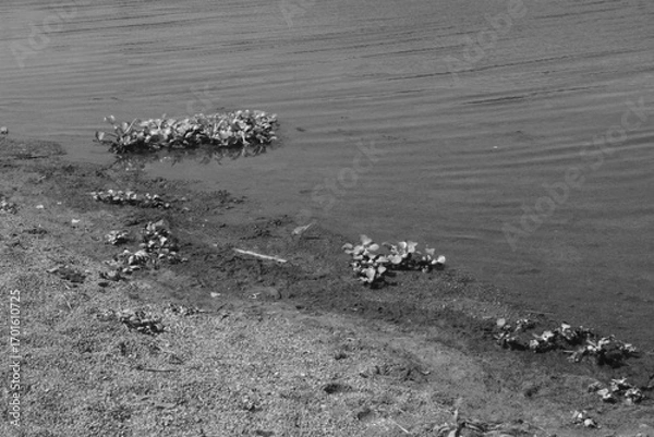 Obraz playa en blanco y negro