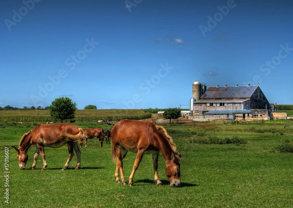 Obraz Amish Horse Farm