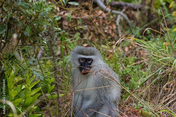 Obraz Singe en attente