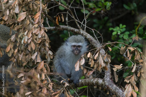 Obraz Bébé singe dans l'arbre