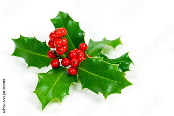 Obraz Holly - Ilex - ostrokrzew, opcjonalnie