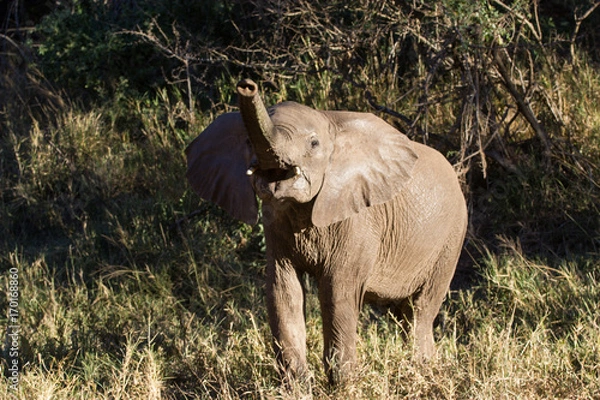 Obraz le bébé éléphant