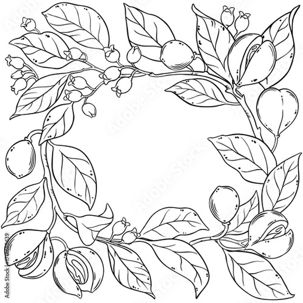 Fototapeta Nutmeg Branch with Flowers, Nuts and Leaves Outline Frame. Organic natural nutritional healthy food ingredient, vegetarian diet product. Vector isolated for design or decoration.