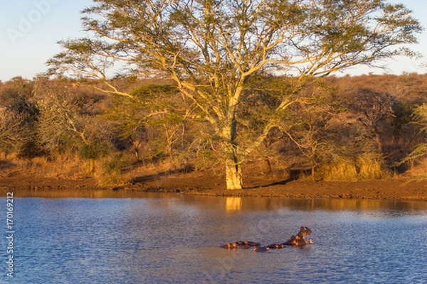 Obraz Reszta nosorożca