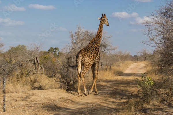 Obraz Balade d'une girafe