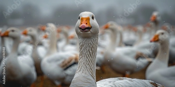 Fototapeta Group of white geese standing in field