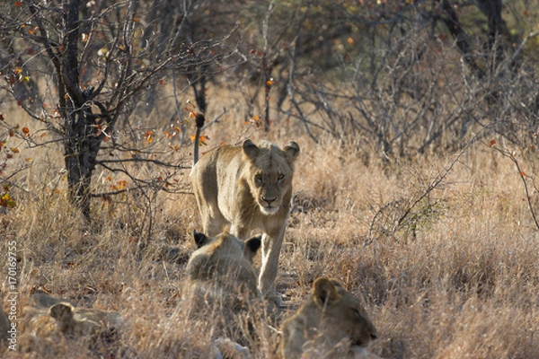 Obraz Regard du lion