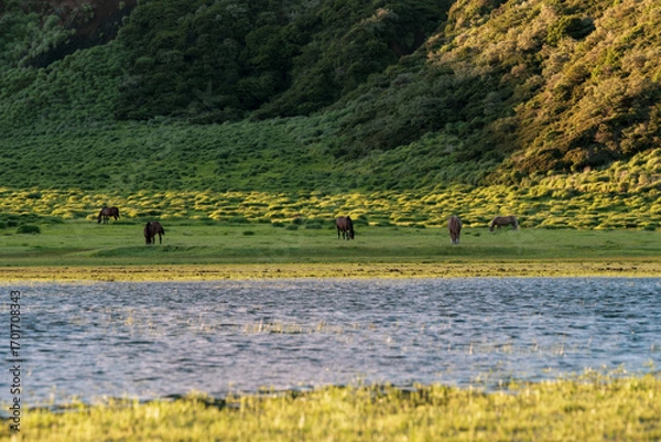 Obraz 日本の自然