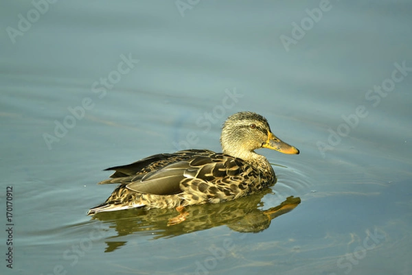 Fototapeta Ente am Wasser