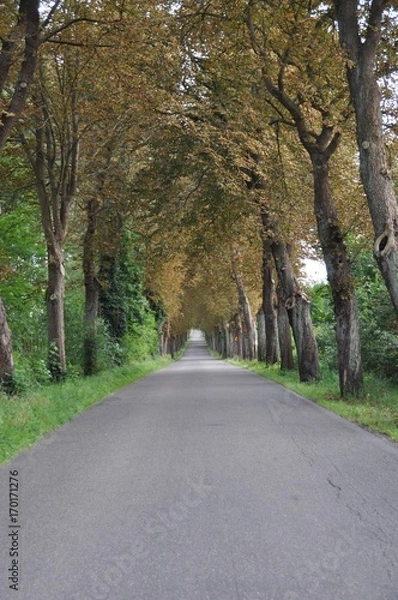 Obraz aleja drzew