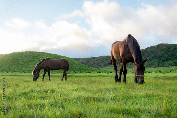 Obraz 日本の自然