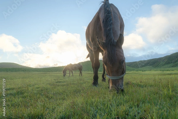 Fototapeta 日本の自然
