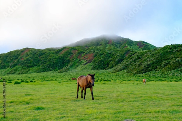 Fototapeta 日本の自然