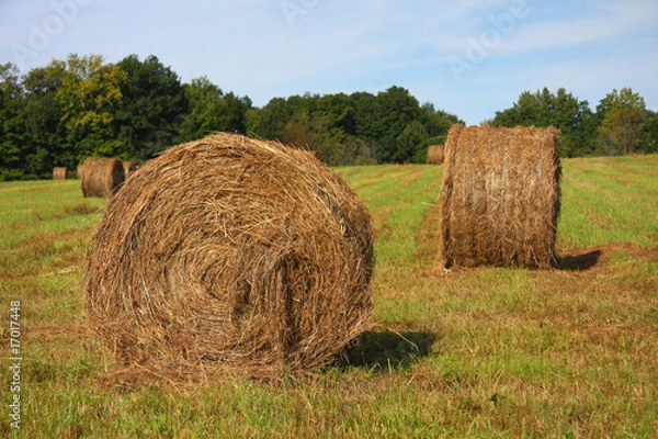 Obraz Round hay bales in the sun