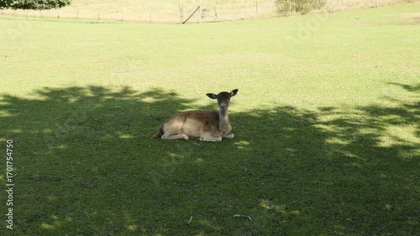 Obraz Am Wildgehege Nunkirchen
