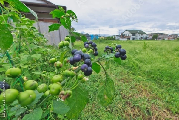 Obraz ブルーベリーの木