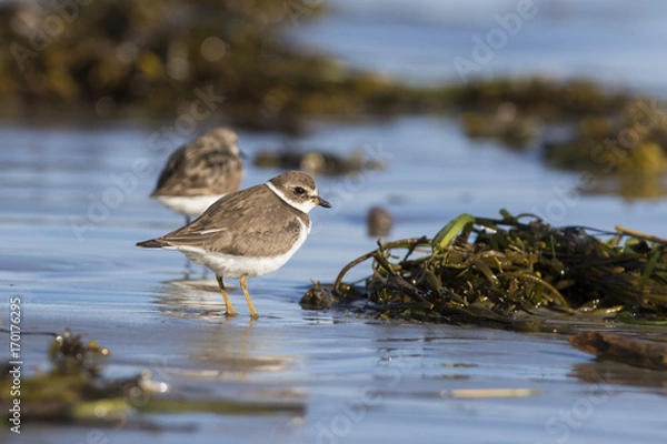 Obraz Semipalmated plover (Charadrius semipalmatus)