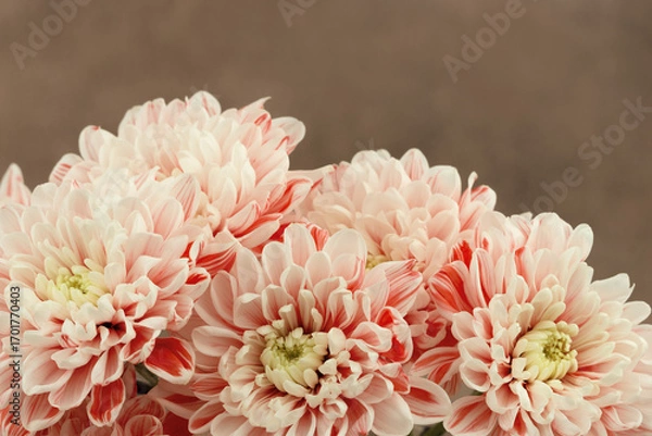 Fototapeta Close-up of chrysanthemum buds. Chrysanthemum flowers are arranged in a bouquet. The flowers are on a brown background. There is space for text.