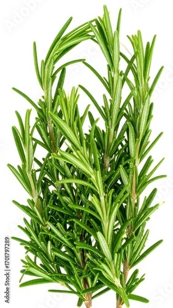 Obraz Fresh rosemary sprigs