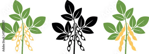 Fototapeta Soybean plant. Isolated soybean plant on white background