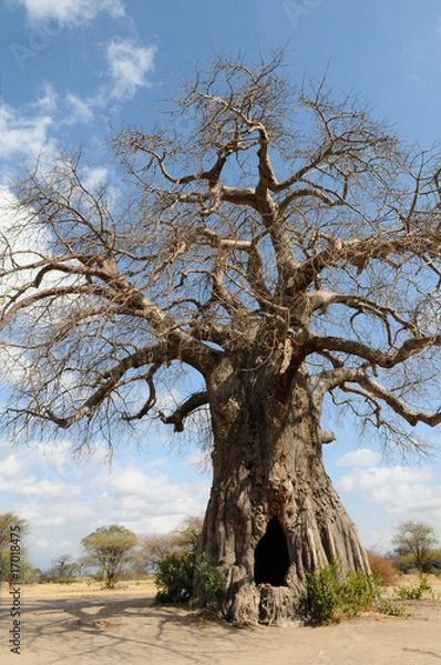 Fototapeta baobab