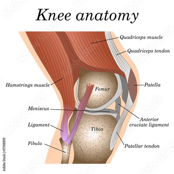 Obraz Anatomia stawu kolanowego widok z boku, szablon do treningu plakatu chirurgicznego, strona traumatologii. Ilustracji wektorowych.