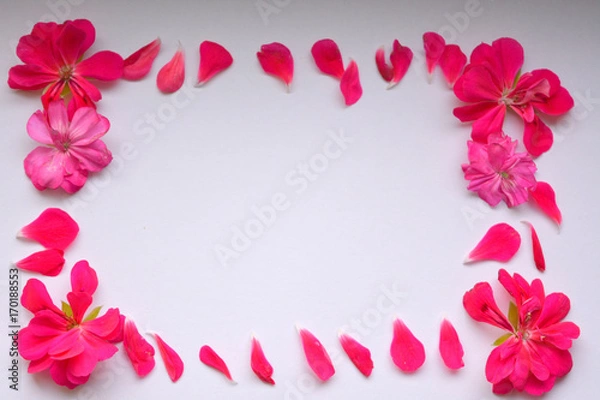 Fototapeta rectangular frame of bright pink flowers on a white.floral tender, romantic pattern on white background. Flat lay, top view. Valentine's background,moke up.Greeting card, congratulation.
