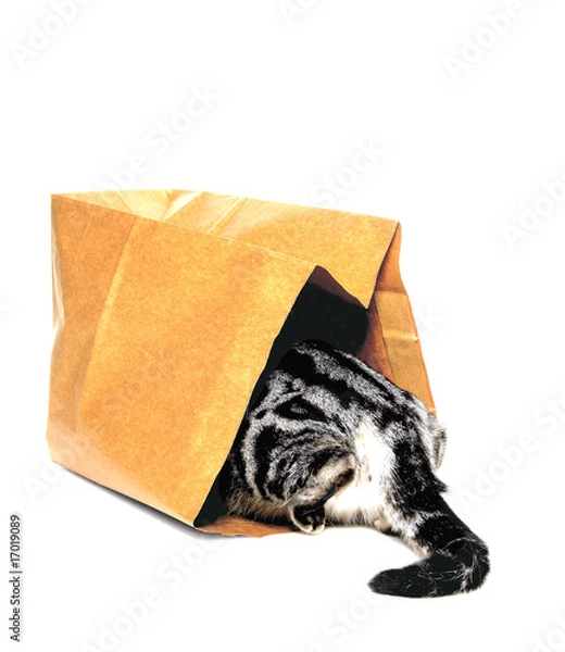 Obraz animals, cat going into paper bag
