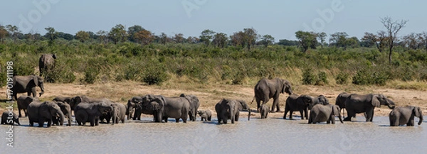 Obraz A herd of elephants drinking water