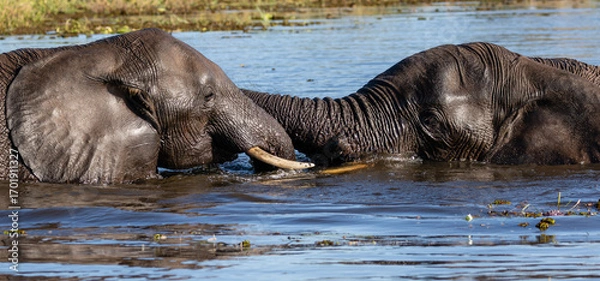 Obraz Two elephants playing in the Chobe river in Botswana