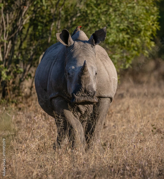 Fototapeta Front view of a white rhinoceros walking towards the camera
