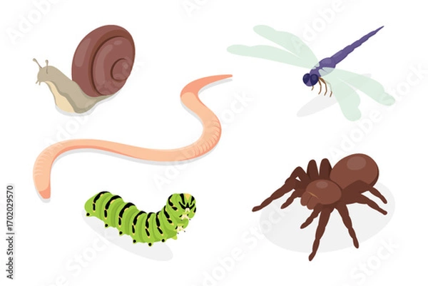 Fototapeta Set of insects. Snail, worm, caterpillar, dragonfly and spider (Goliath birdeater). Flat isometric vector poster on white background.