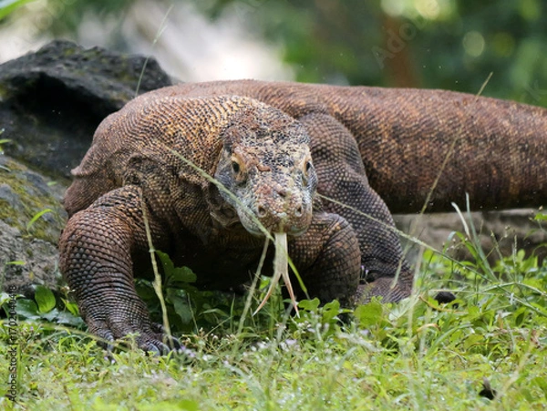 Fototapeta Komodo Dragon sniffing the air and flicking its forked tongue while walking and looking at camera. 