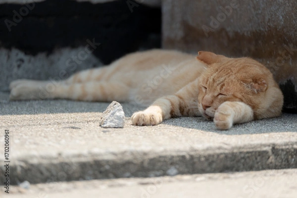 Fototapeta 日本の猫
