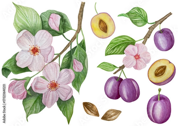 Obraz Branch with plums, set of purple berries on isolated white background, botanical illustration hand drawn watercolor, ripe fruit