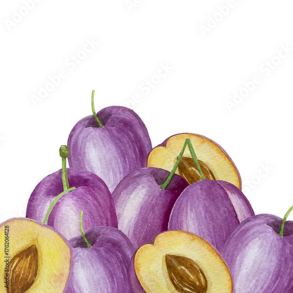Obraz Branch with plums, set of purple berries on isolated white background, botanical illustration hand drawn watercolor, ripe fruit