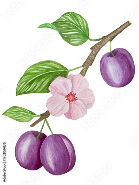 Obraz Branch with plums, set of purple berries on isolated white background, botanical illustration hand drawn watercolor, ripe fruit