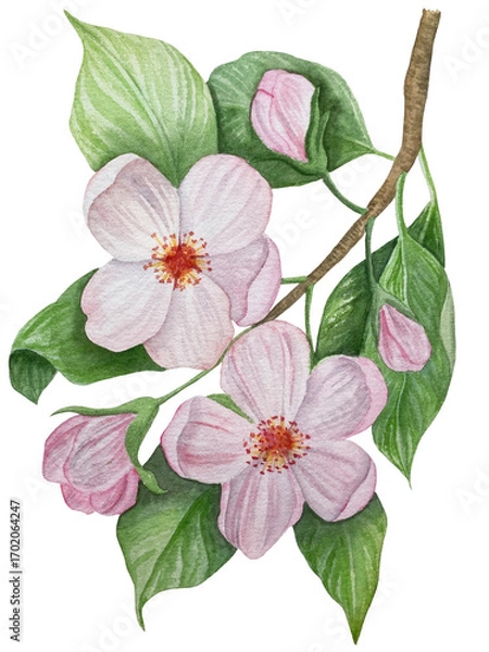 Obraz Branch with plums, set of purple berries on isolated white background, botanical illustration hand drawn watercolor, ripe fruit