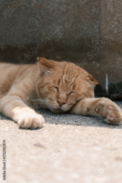 Fototapeta 日本の猫