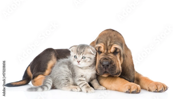 Obraz Bloodhound puppy and kitten lying together. isolated on white background