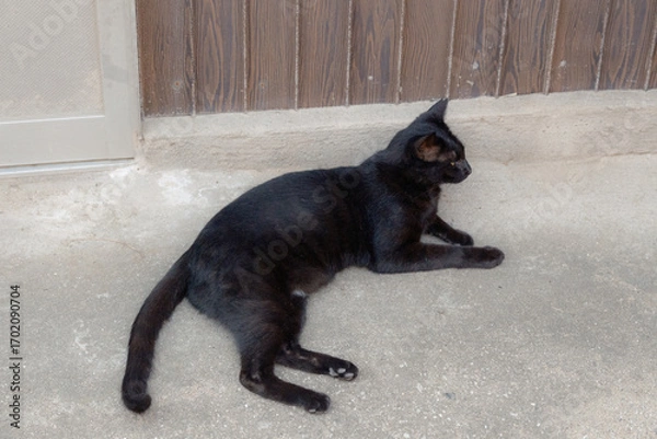 Fototapeta 日本の猫