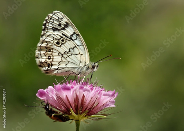 Obraz Macro footage of white butterfly collecting nectar from flowers with its long proboscis.