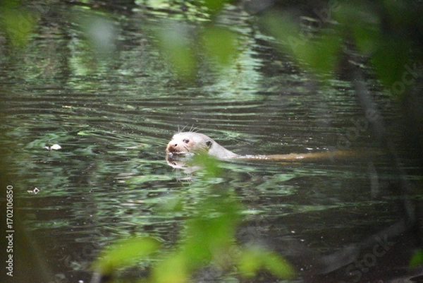 Obraz giant otter on the amazon