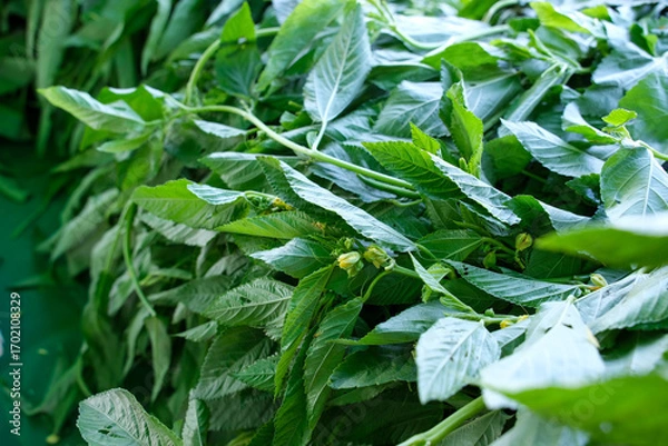 Obraz Fresh green molokhia jute leaves