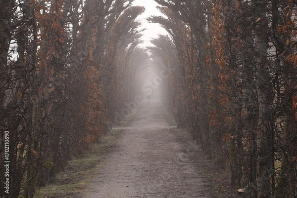 Obraz path in the woods