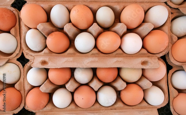 Obraz eggs on a white background