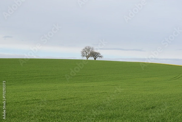 Obraz lonely tree in the field